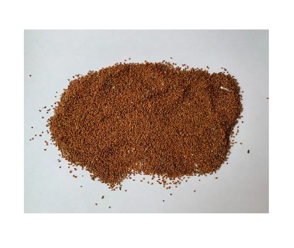 
Good quality oil grains seeds of redhead  (1600213588523)