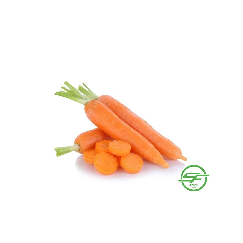 Свежая морковка из Вьетнама овощи свежая для оптового экспорта