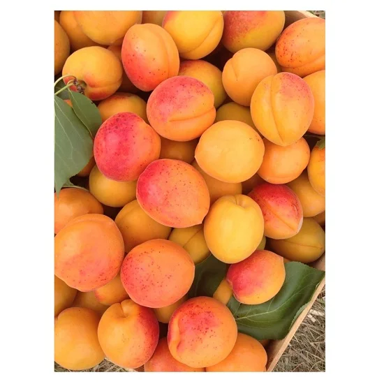 
Trusted Wholesale Dealer Bulk Stock Of Fresh Apricots fresh stock Available for sale 