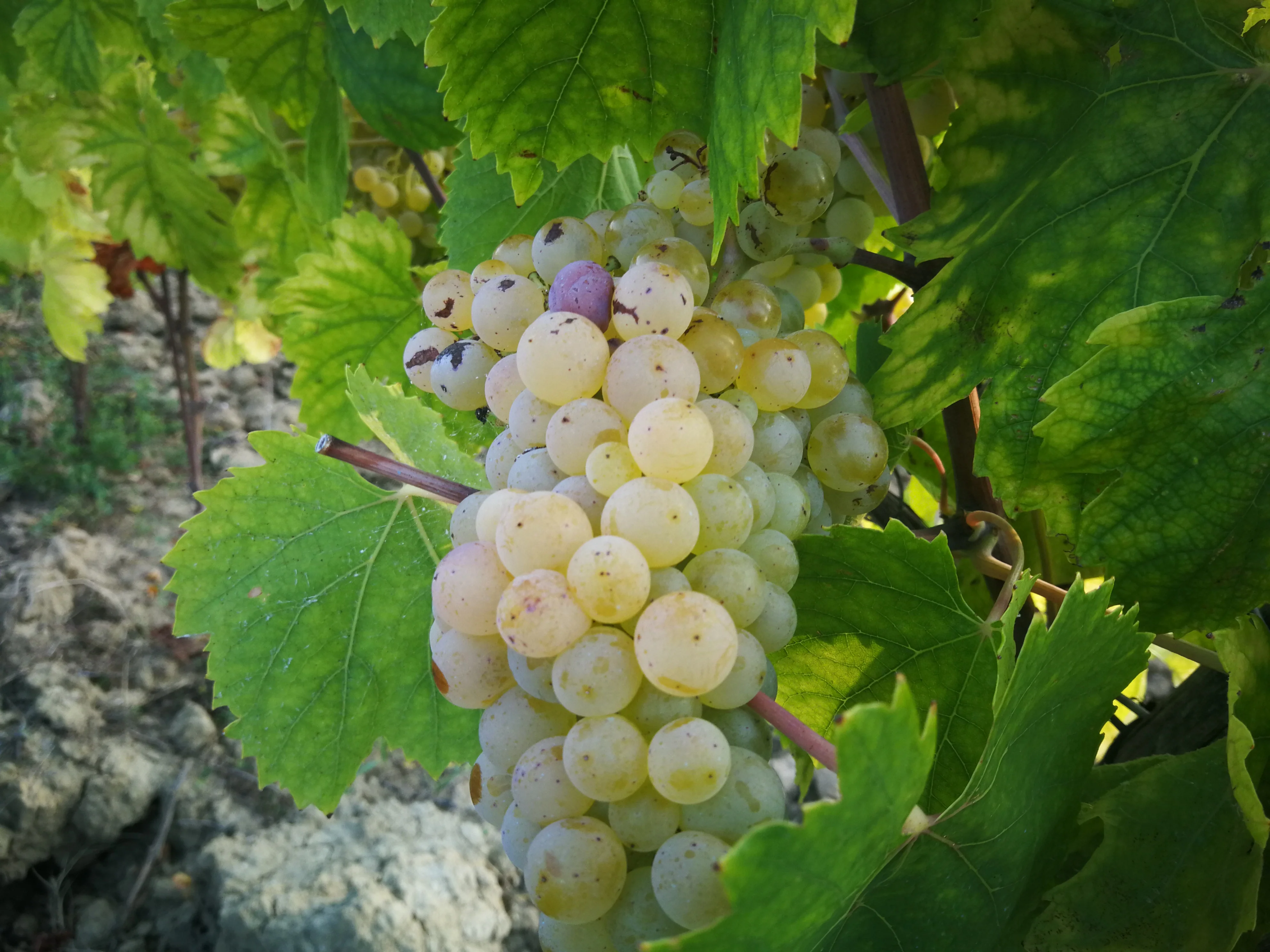 Итальянская подарочная упаковка для белого вина-вино сыр и мед