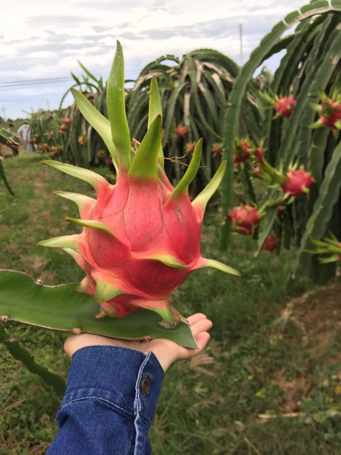 Fresh Dragon Fruit Naturally Sweet dragon fruit vietnam ( Whatsapp +84 393.411.961)