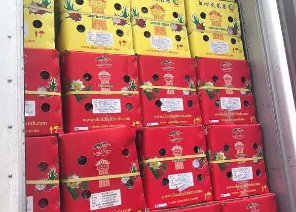 VIETNAM DRAGON FRUIT GREAT QUALITY FOR TRADER WHATSAPP VIBER 0084326572671