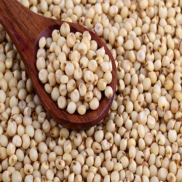 Red and white Sorghum in bulk sale