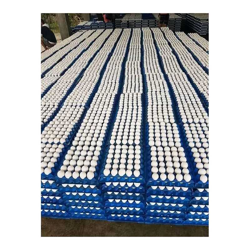 white and Brown chicken eggs available at cheap price
