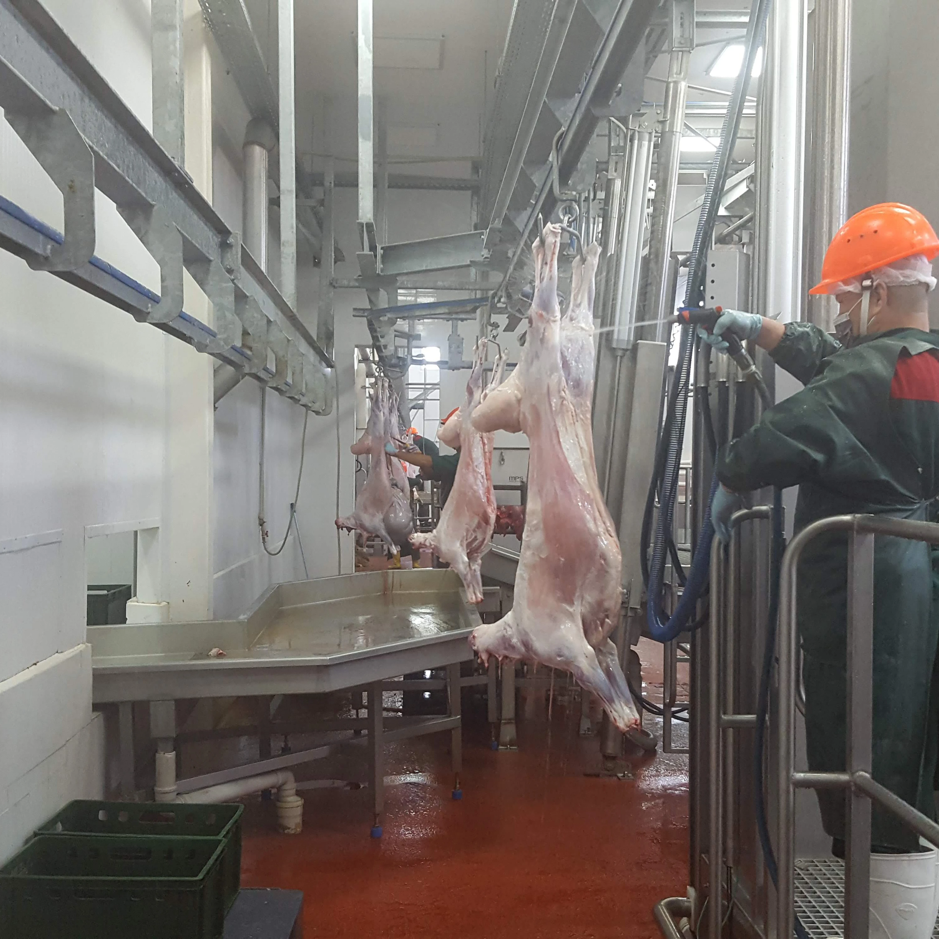 Chilled Lamb meat halal 100% grass fed