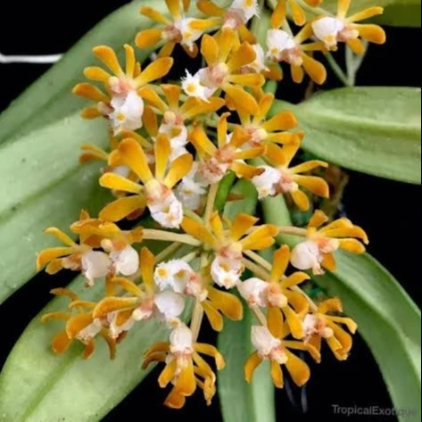 
Gastrochilus Rutilans 