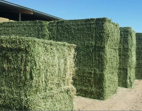 Fresh Alfalfa Hay for Animal feed affordable price ready for export