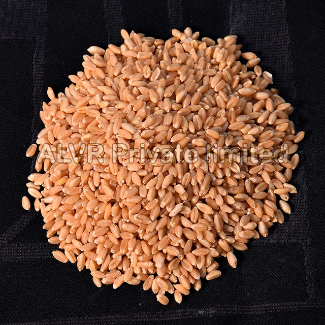 Premium Quality of Indian wheat with rich taste MILLING WHEAT GRADE-A whole sale with reasonable Prices