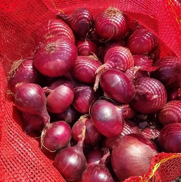 Fresh onion in bag for onion importers Malaysia
