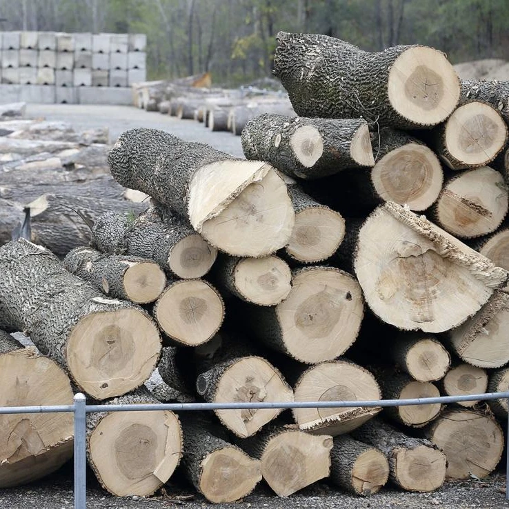 AVAILABLE ASH WOOD LOGS FOR SALE