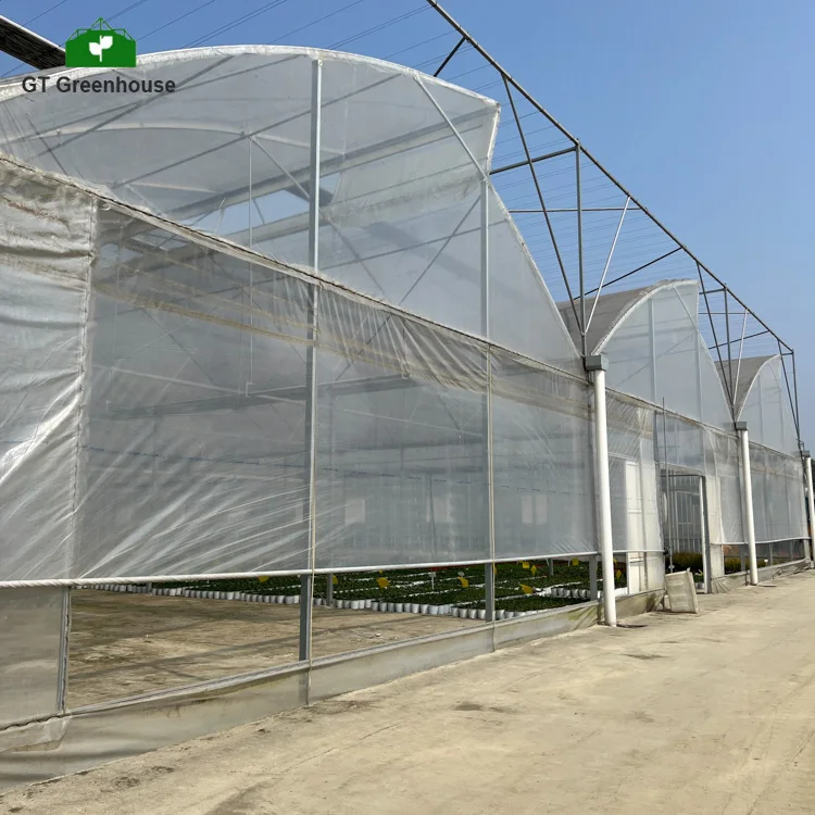 Low Cost Passive Solar Light Deprivation Cooling System Multi-span Tomato Greenhouses