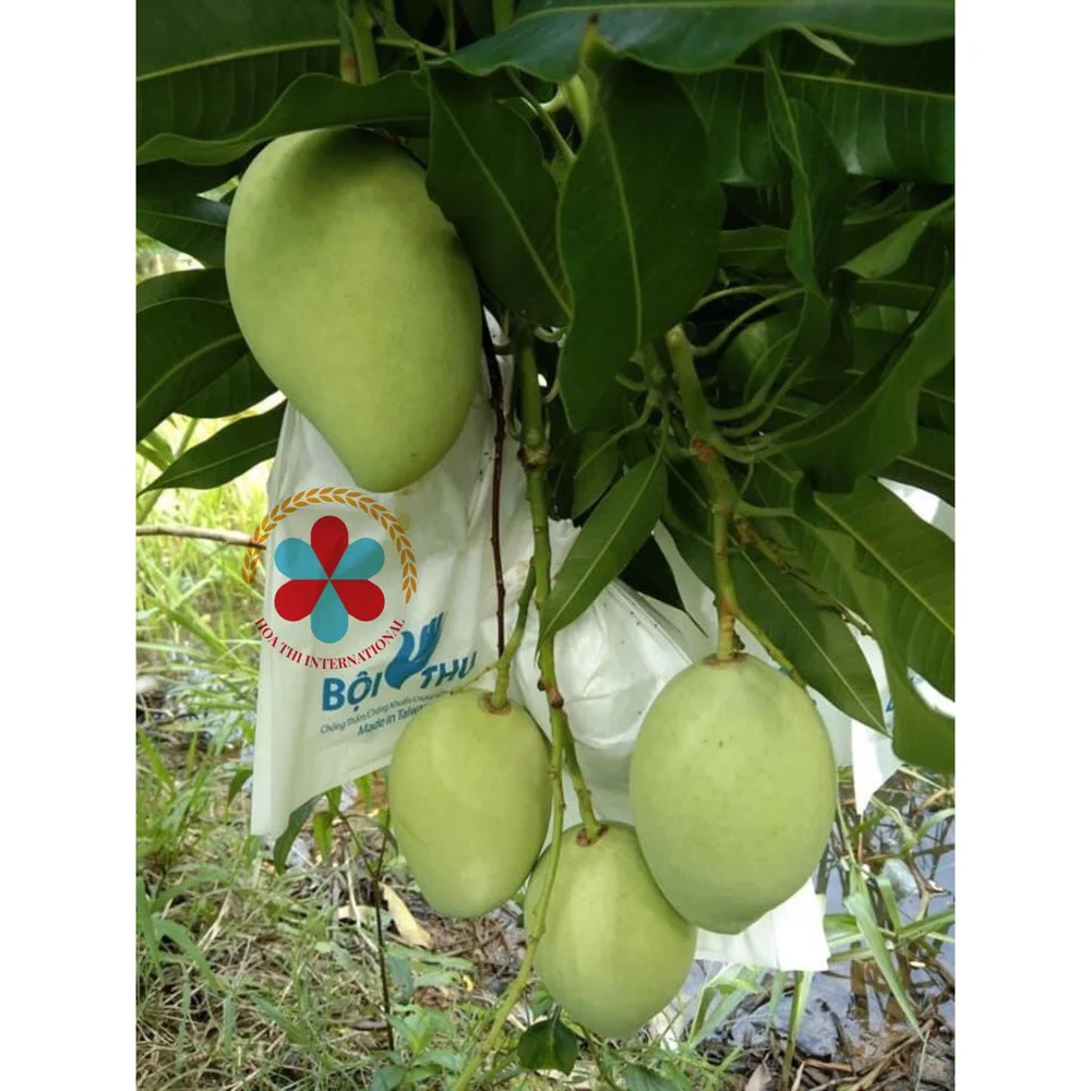 High Quality Globally Selling Fresh Mango from VietNam with  competitive price export for European and Japan  Free sample