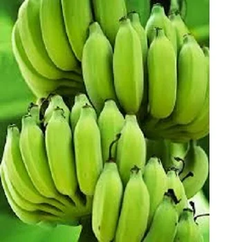 Свежий стиль, тропические и суб-тропические фрукты, бананы для оптовой продажи по всему миру