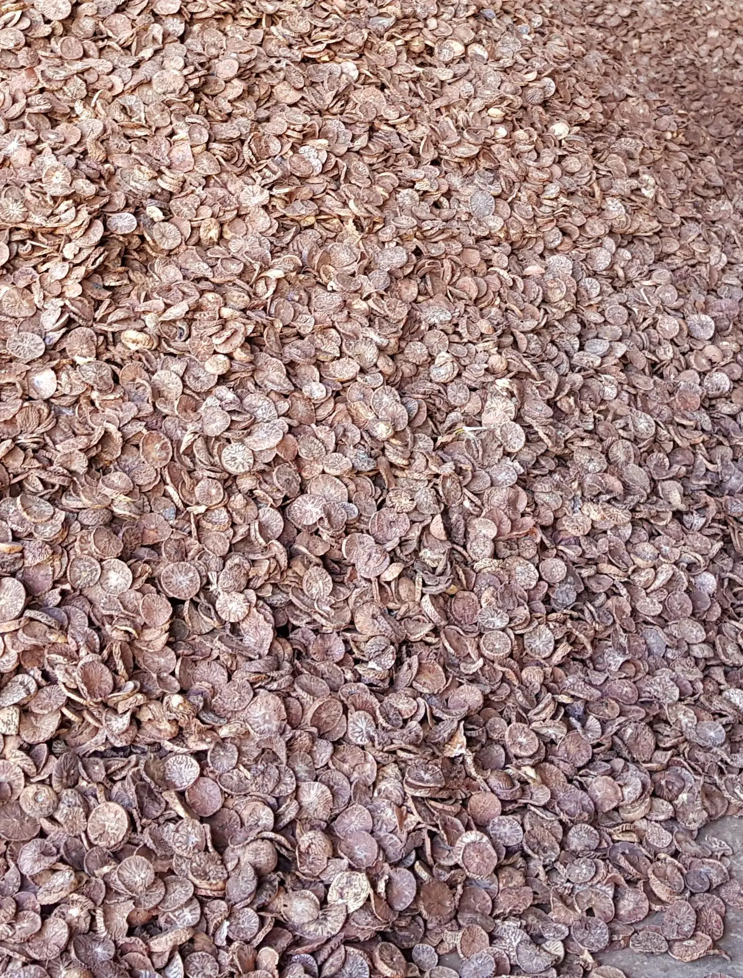 Dried Betel nut Sliced Areca split nuts for