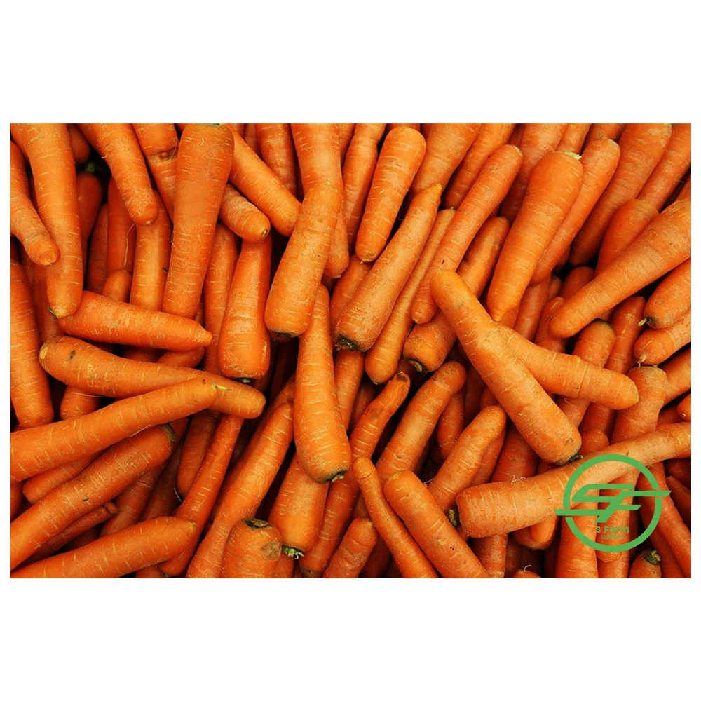 Top Quality Fresh 100% Organic Carrots In Wholesale Price