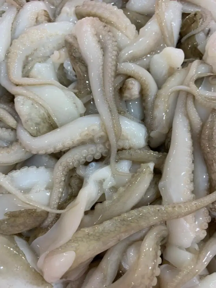 All size Fresh octopus whole year around with price quotations