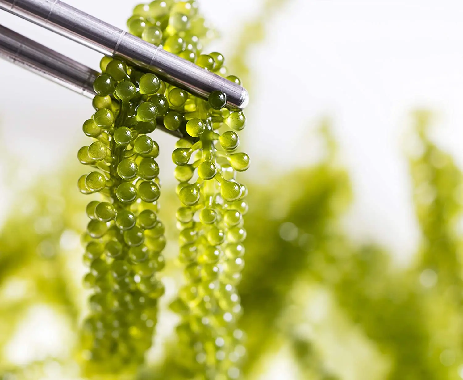  Лучшее качество сушеные водоросли/Промышленные водоросли/морские водоросли саргассум