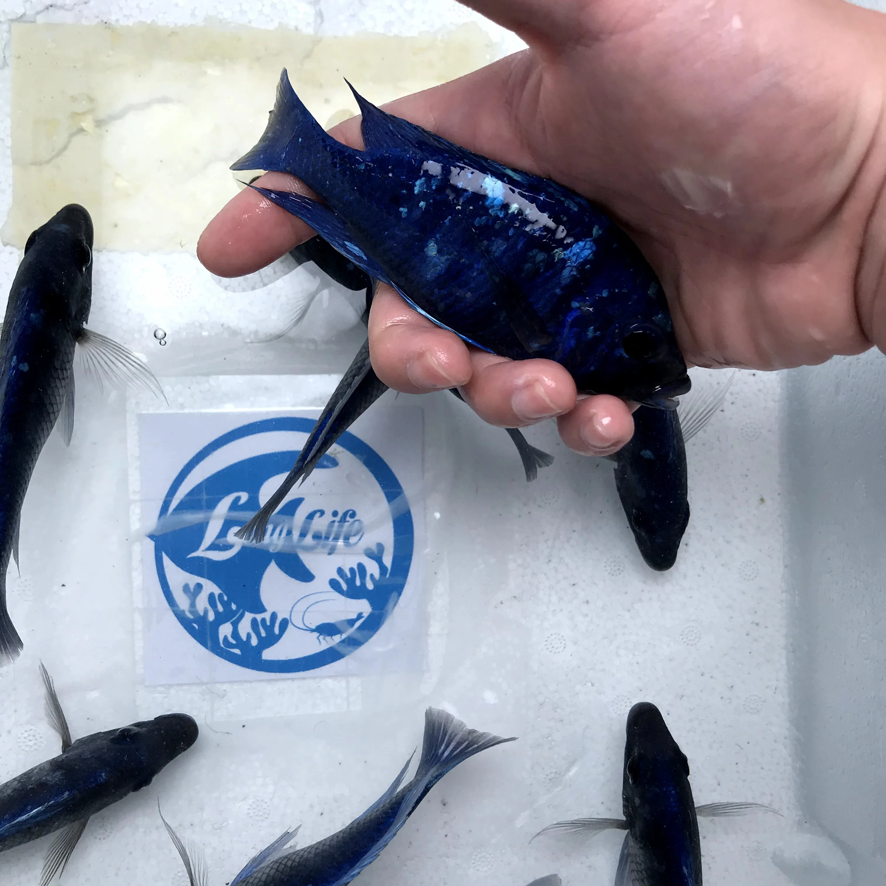 
Farm bred Placidochromis sp phenochilus 