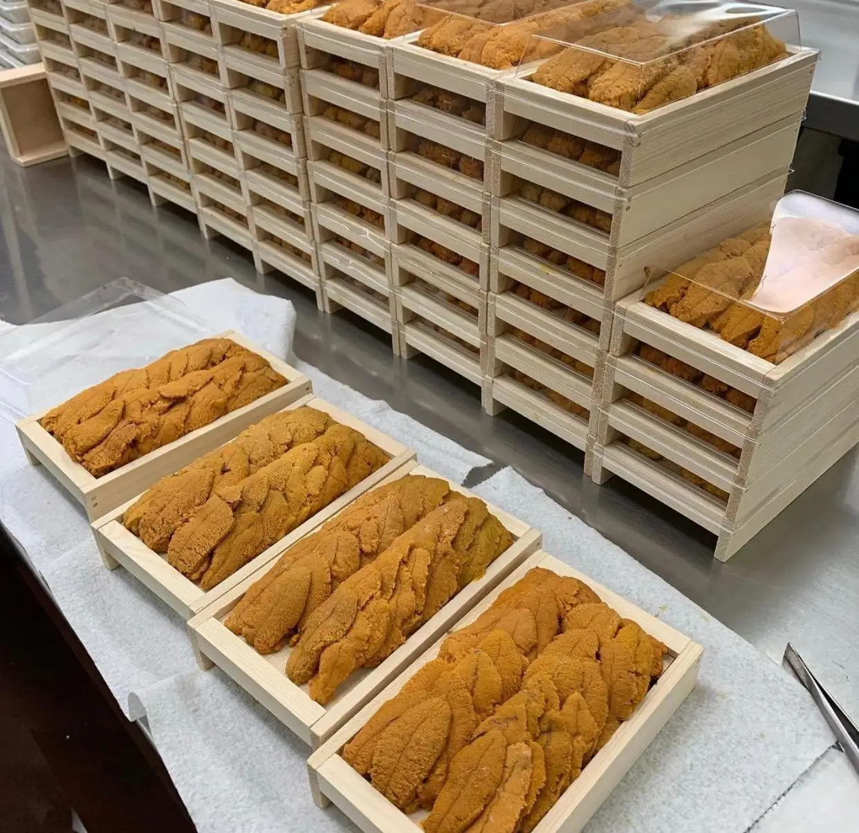 frozen and fresh sea urchin for sale