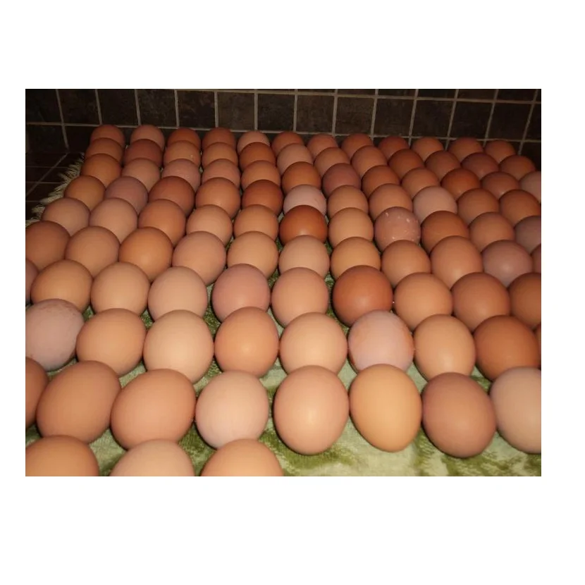 High Quality Farm Fresh Eggs Available For Sale