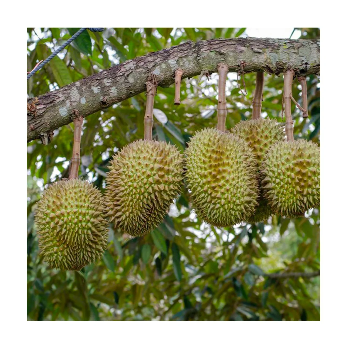 Король фруктов Таиланда, свежие органические Золотые желтые дуриан мононги со сладким вкусом заказчика