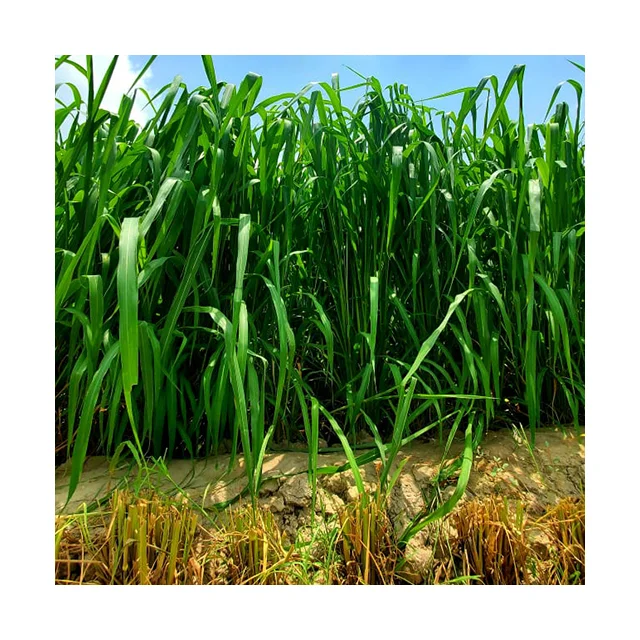 Kohenoor Baymisal Grass