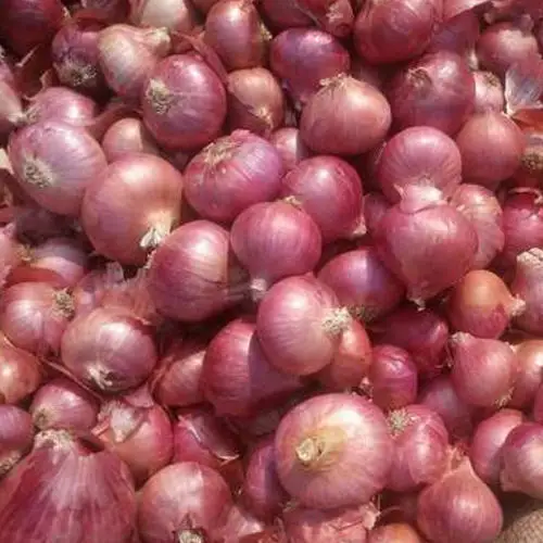 fresh market prices red onion for importers and buyers wholesale