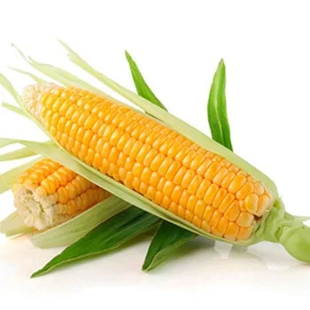
White and Yellow Corn/Maize food grade for sale 