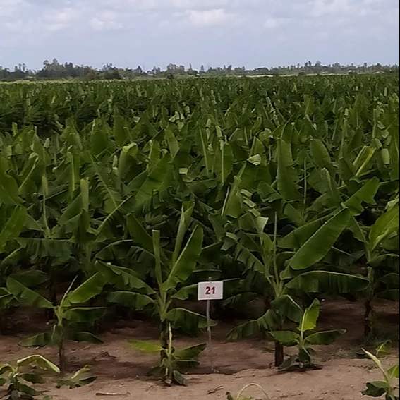 Green Fresh banana cavendish fresh banana cavendish yellow banana