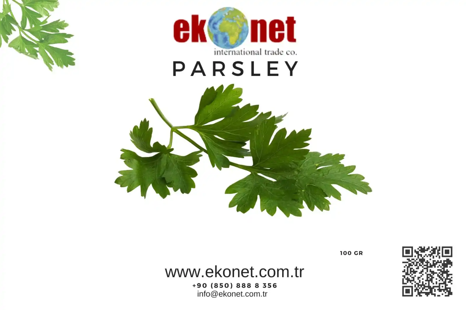 Fresh Parsley Bulk High Quality from Turkey Wholesale Green Color Flat Leaf