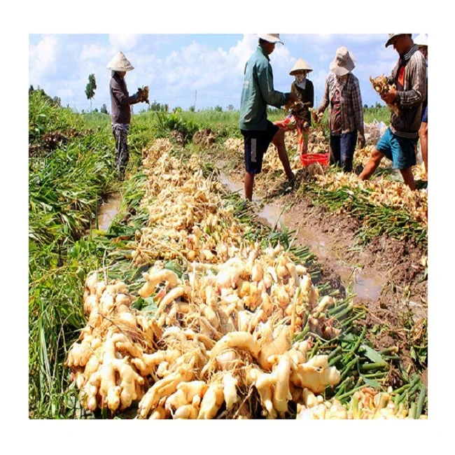 Новинка 100% вьетнамский свежий имбирь от профессионального производителя оптовая цена бесплатный налог