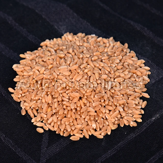 Premium Quality of Indian wheat with rich taste MILLING WHEAT GRADE-A whole sale with reasonable Prices