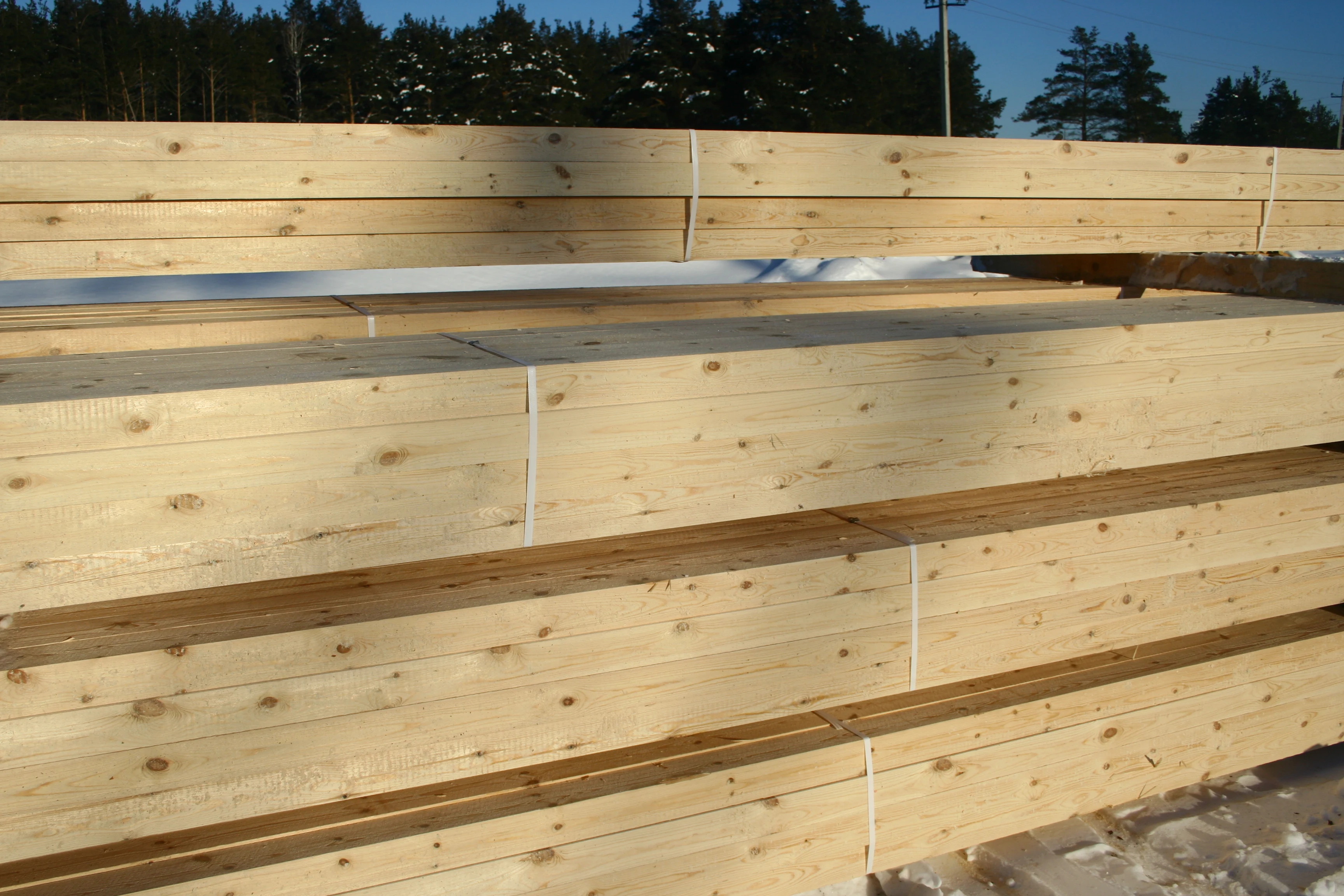 Pine Birch Aspen Lumber Wood Timber