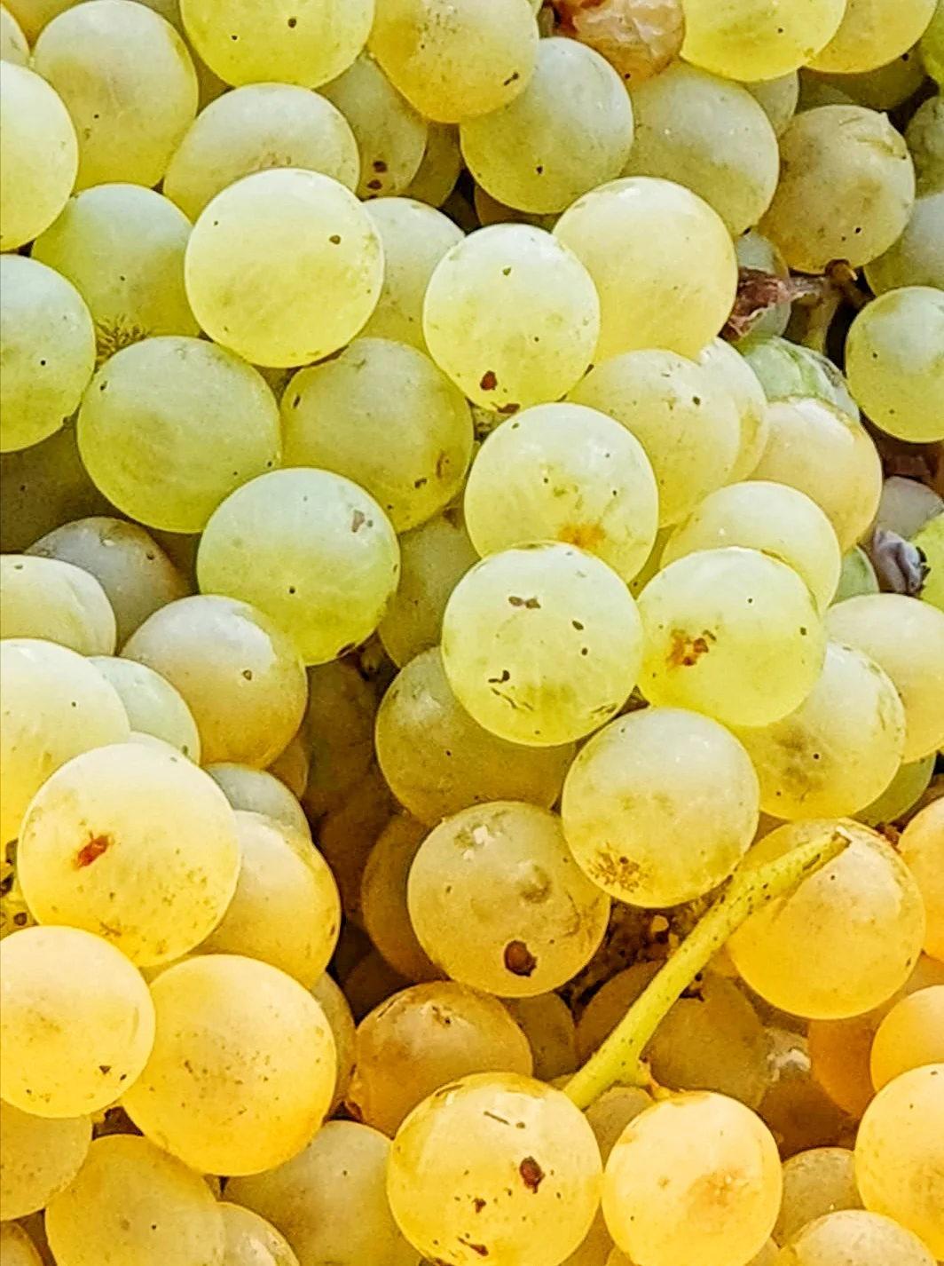 Top Quality - Italian Aged Wine - Vernaccia Di Oristano - 2006 - Aged Wine Sardinian  - 75cl -  White Wine - Ready To Export