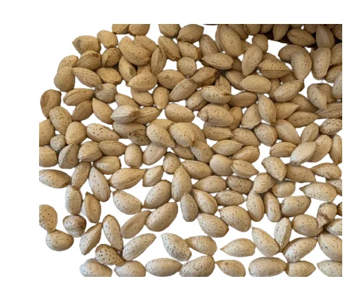 High quality raw natural almond nuts