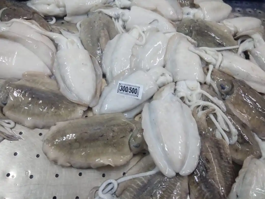 Frozen Cuttlefish whole block frozen from India