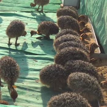 OSTRICH CHICKS