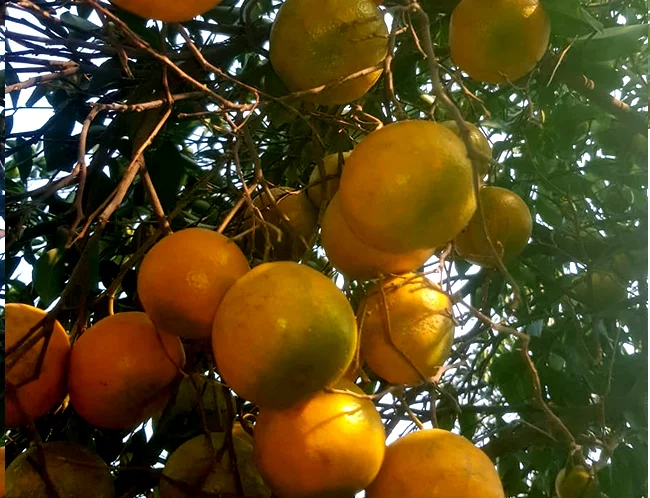 High Quality  bulk fresh mandarin oranges in cheap price Good Quality Orange 100% Natural  Fresh Mandarin Orange