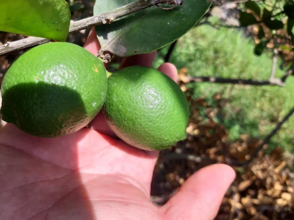 Best price GREEN LIME first grade 8-12pcs/kg