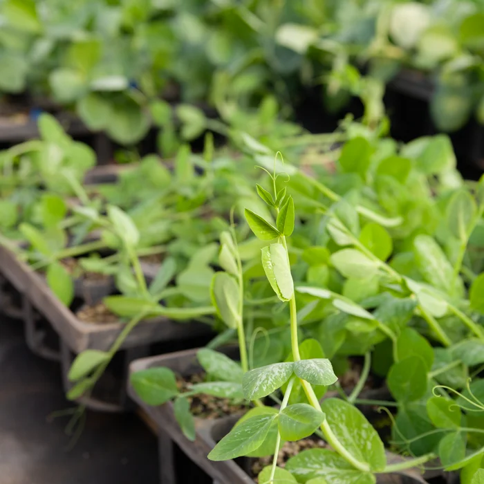 Палетка вегетарианских овощей овощных