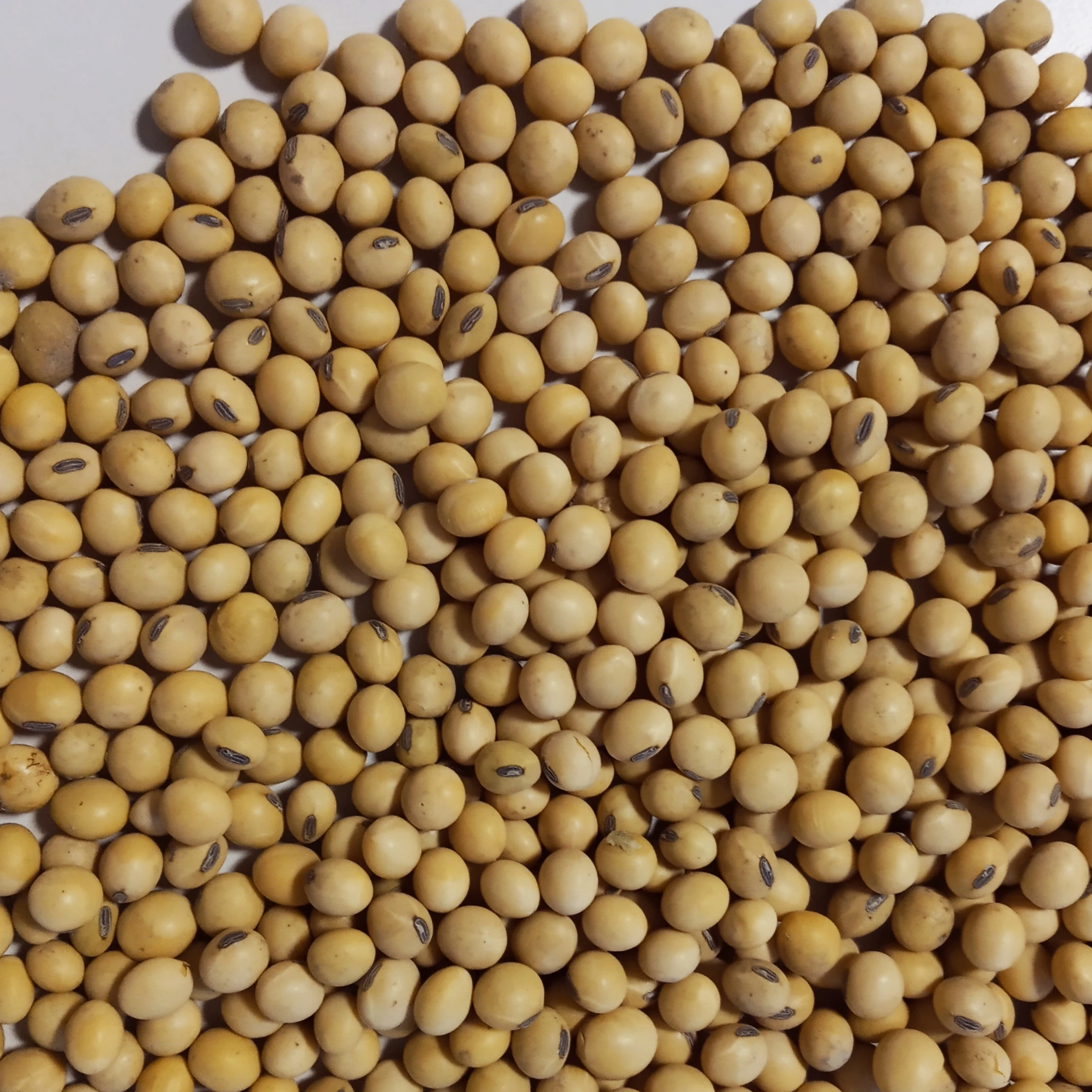 Excellent Soybean Oil