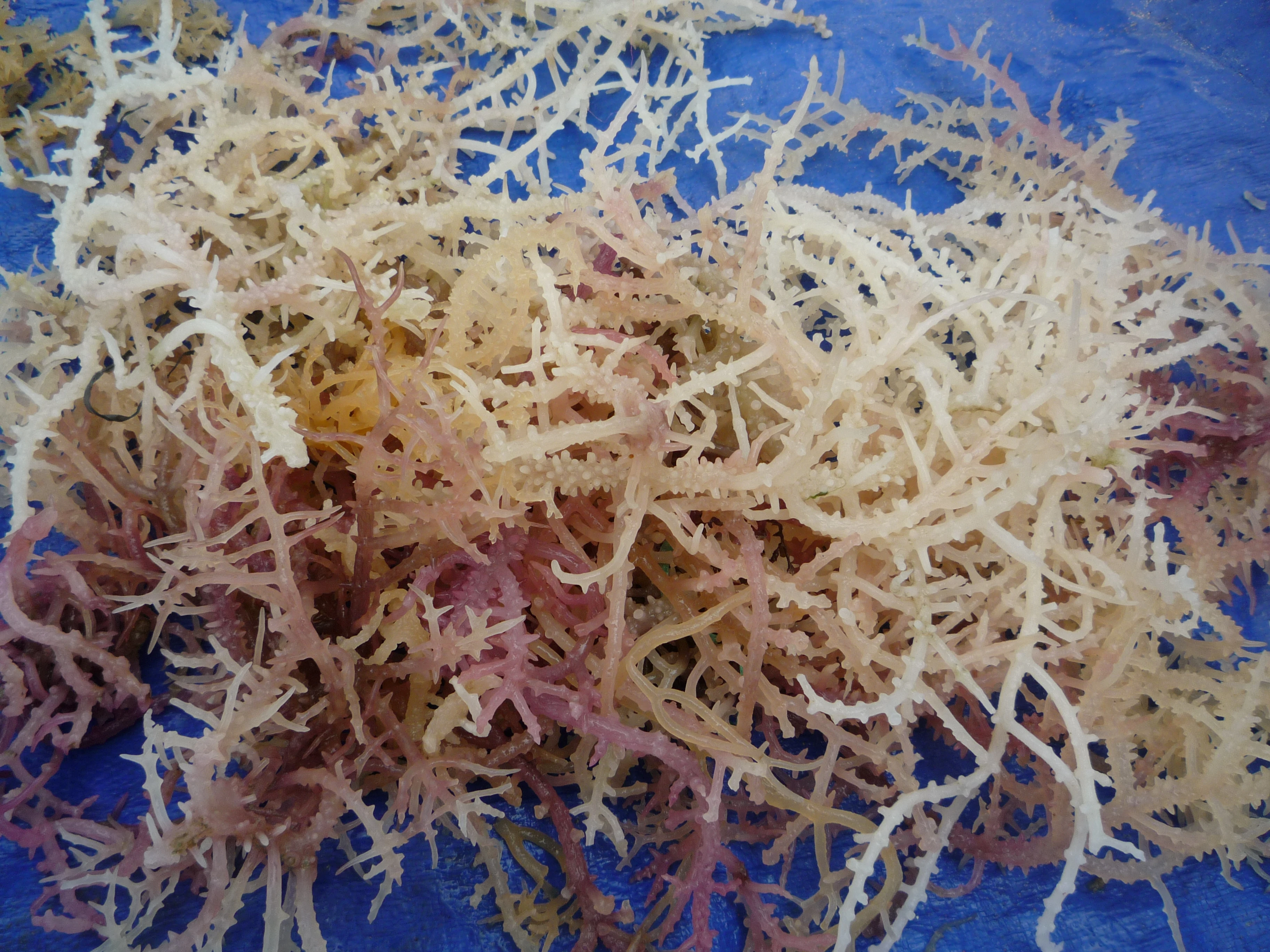  Водоросли Euchema Cottonii из