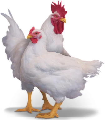 Broiler Hatching Eggs Cobb 500 and Ross 308 / chicken ross / broiler chicken eggs for sale