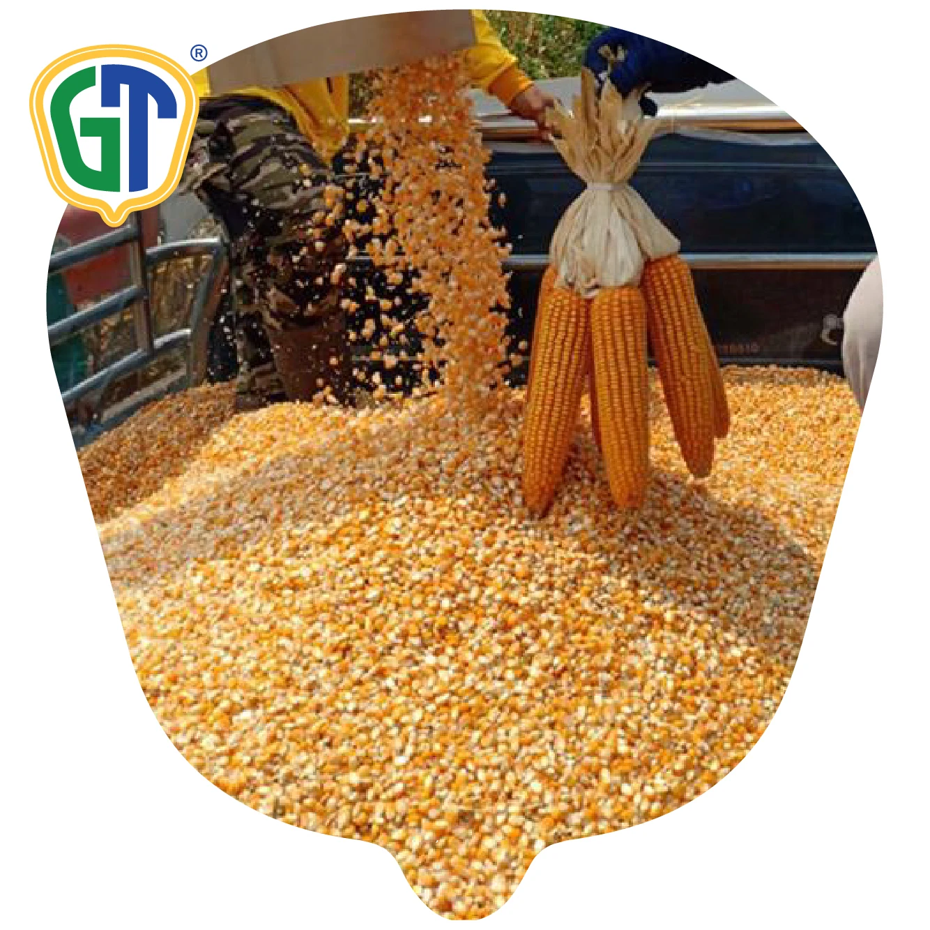 
Orange Yellow Kernel Color Long Girthy Ear 52 Days Flowering Very High Yield Hybrid Corn Seeds 