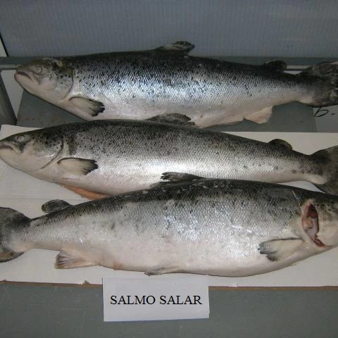 
 Замороженная рыба из атлантического лосося, замороженная рыба Красного лосося  