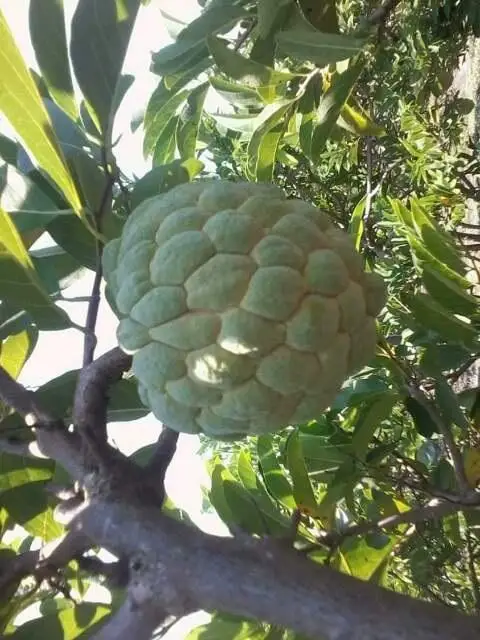 FRESH ANNONA - Good price from Vietnam