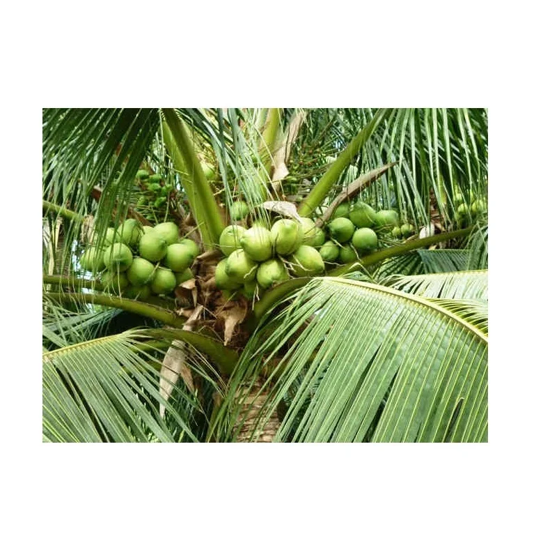  Высококачественный сироп с кокосовым нектаром сахаром обеспечивающий энергию из Вьетнама по хорошей цене