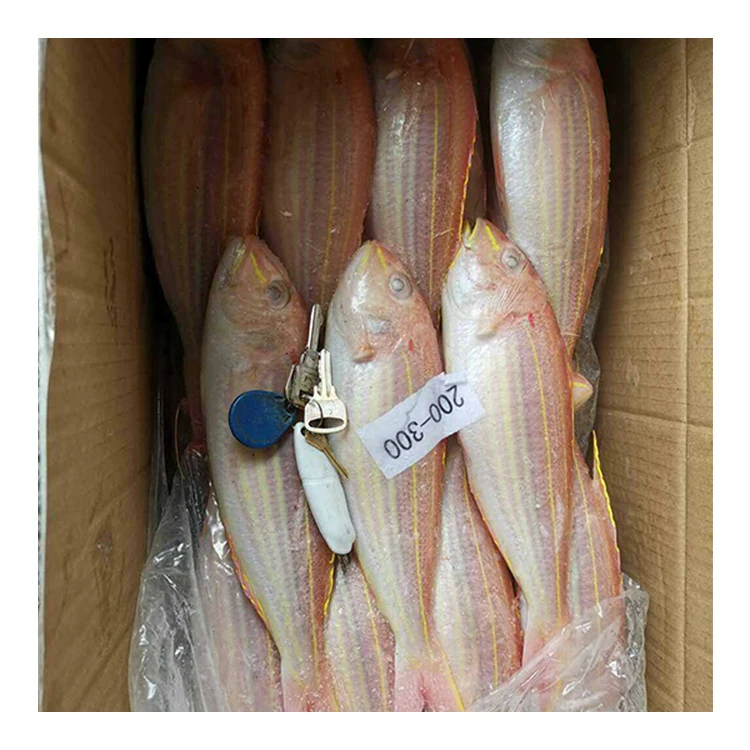 
Yellowbelly Threadfin Sea Bream Fish 