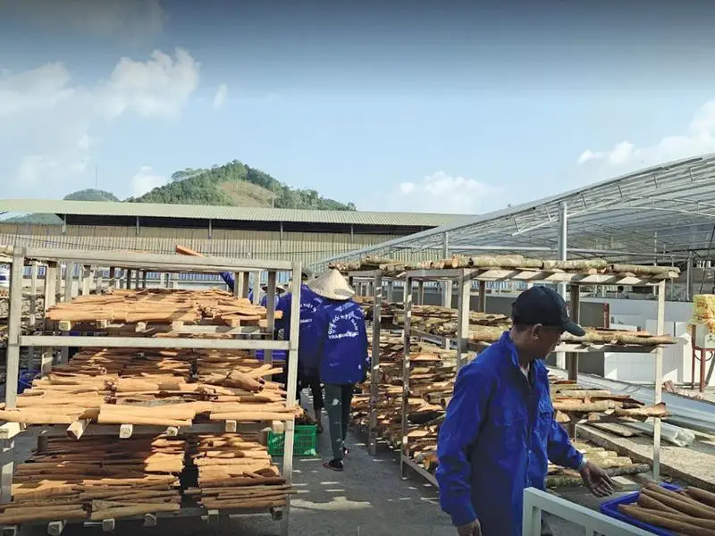 Cinnamon Top product 100% Natural Dried Cinnamon powder made in Vietnam 2022 cinnamon oil Chilli & Pepper