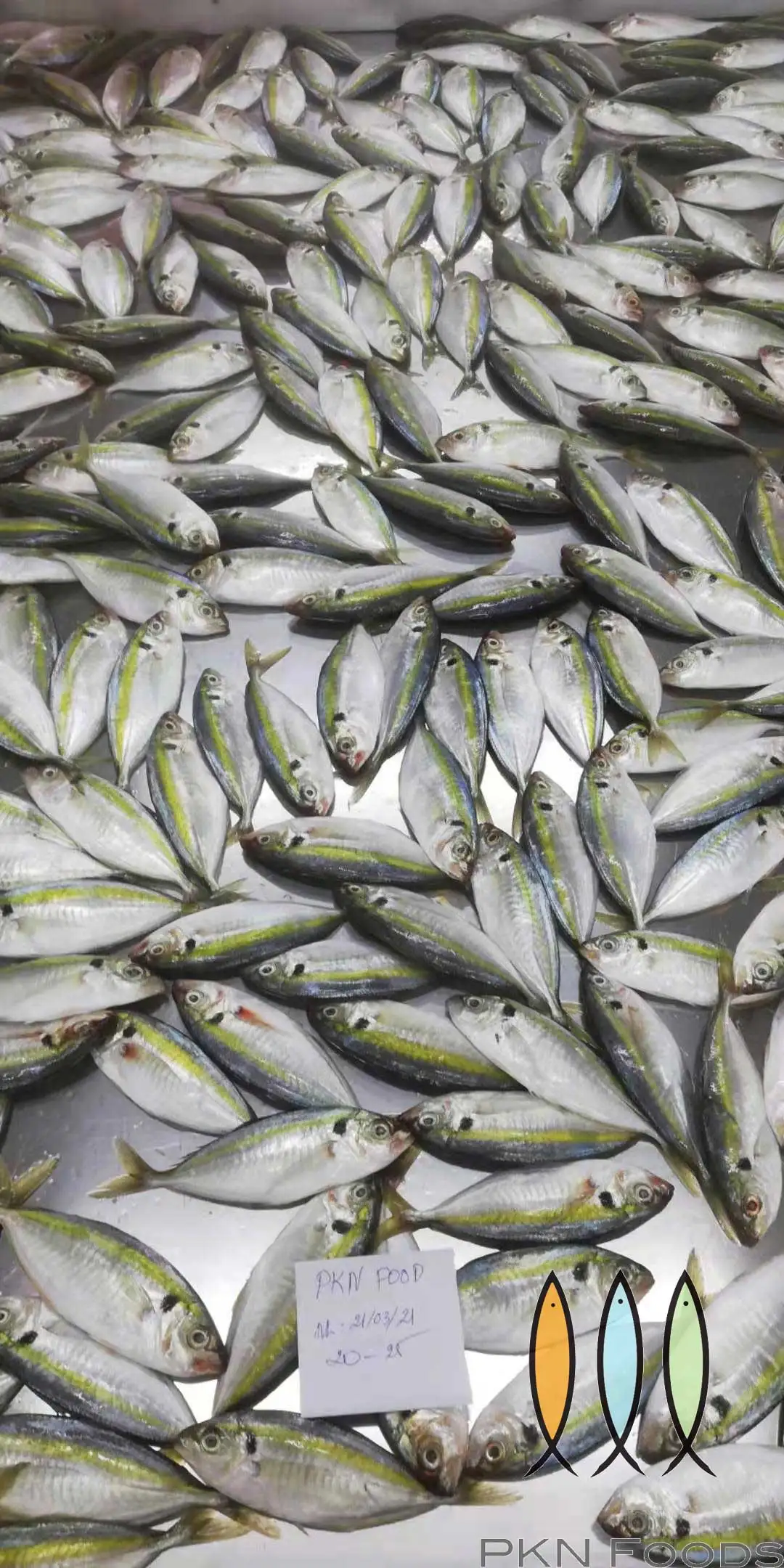 Frozen Yellow stripe Scad  - Selaroides leptolepis  From Viet Nam fresh fish , affordable price, hight quality